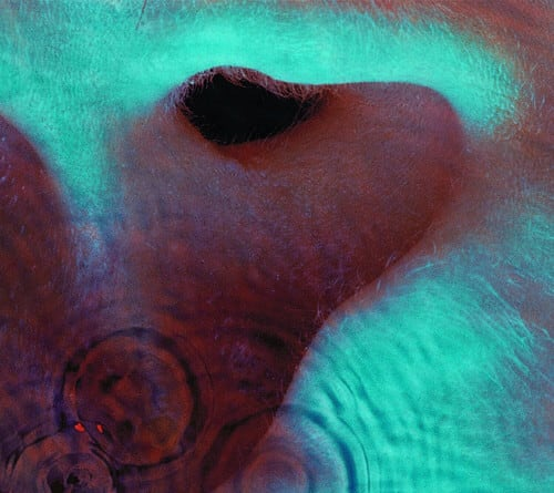 Las portadas más icónicas de Pink Floyd: el arte que cambió la historia del rock 6 image 14